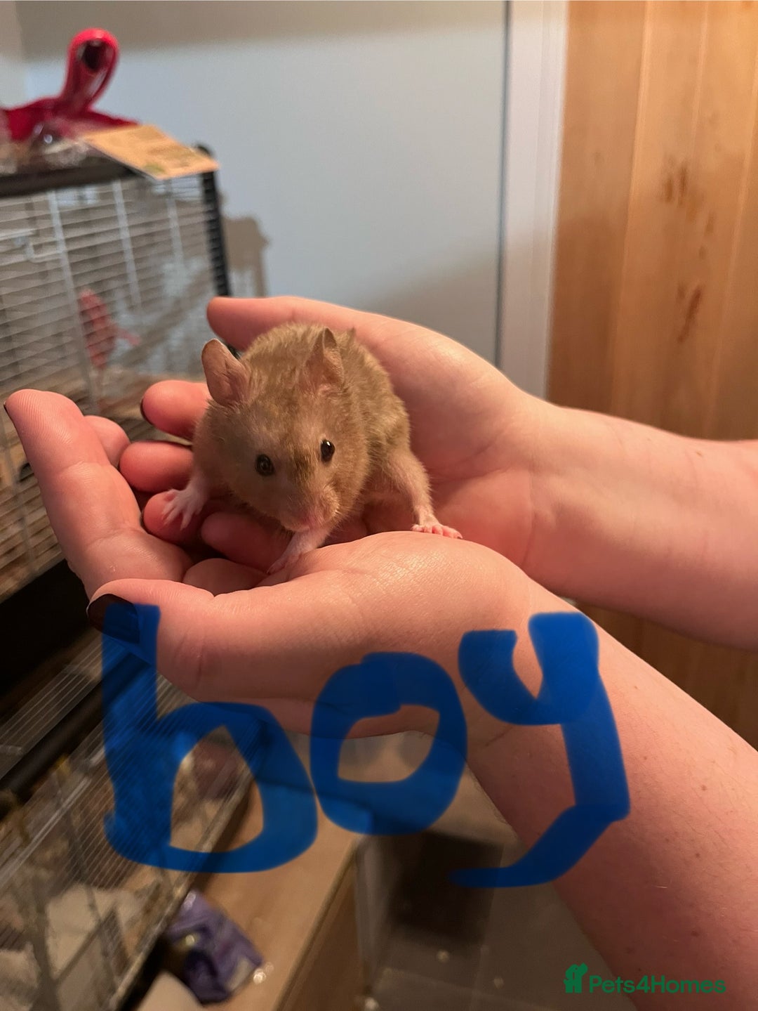 Hamster rodents for sale: baby hamsters  in Bungay - Image 2