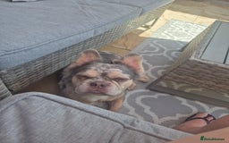French Bulldog dogs for sale: 1 year 9 month old Fluffy French bulldog female - Image 2