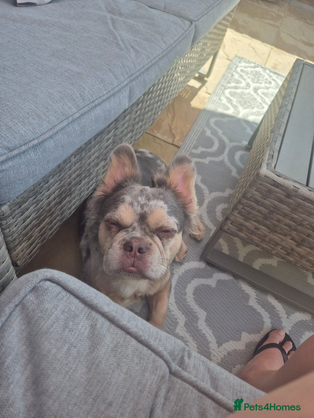 French Bulldog dogs for sale: 1 year 9 month old Fluffy French bulldog female - Image 2