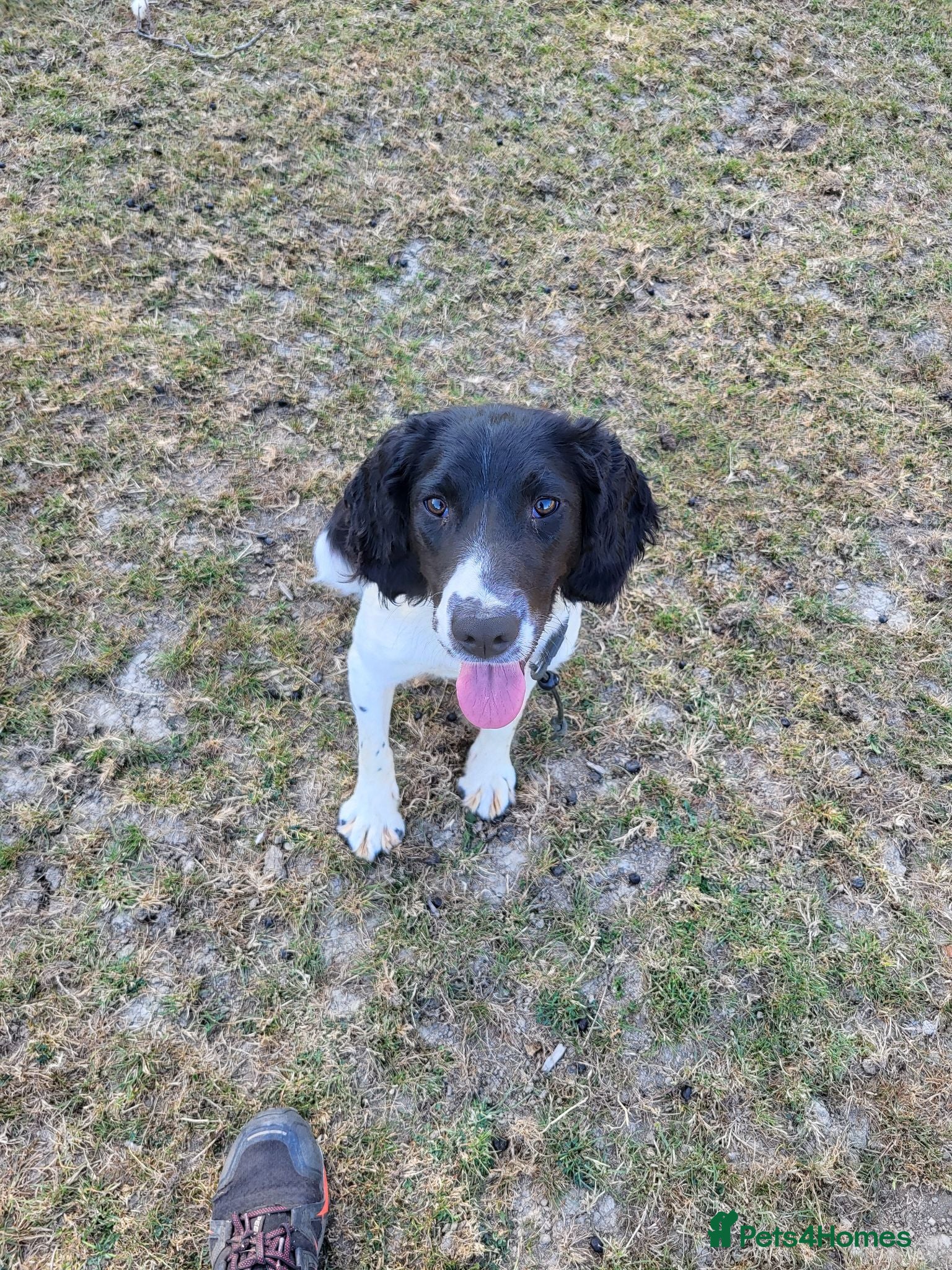 English Springer Spaniel dogs 10 month old springer bitch  - Advert 2