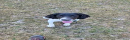 English Springer Spaniel dogs for sale: 10 month old springer bitch  - Advert 2