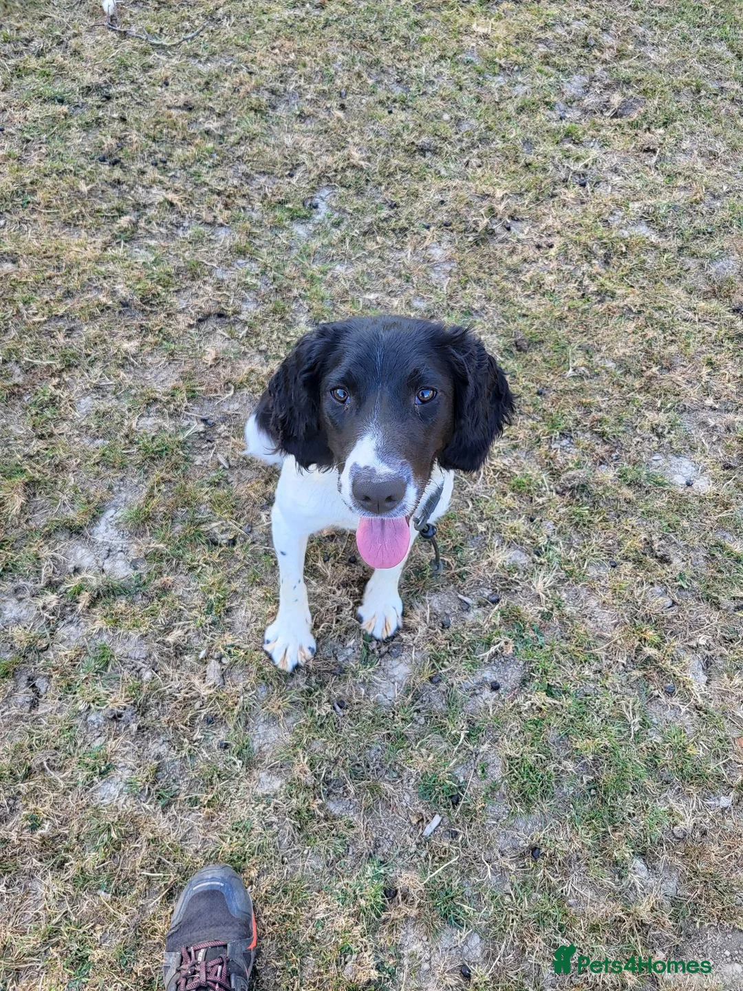 English Springer Spaniel dogs for sale: 10 month old springer bitch  - Advert 2