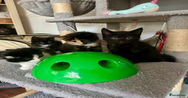 Mixed Breed cats - Advert 7