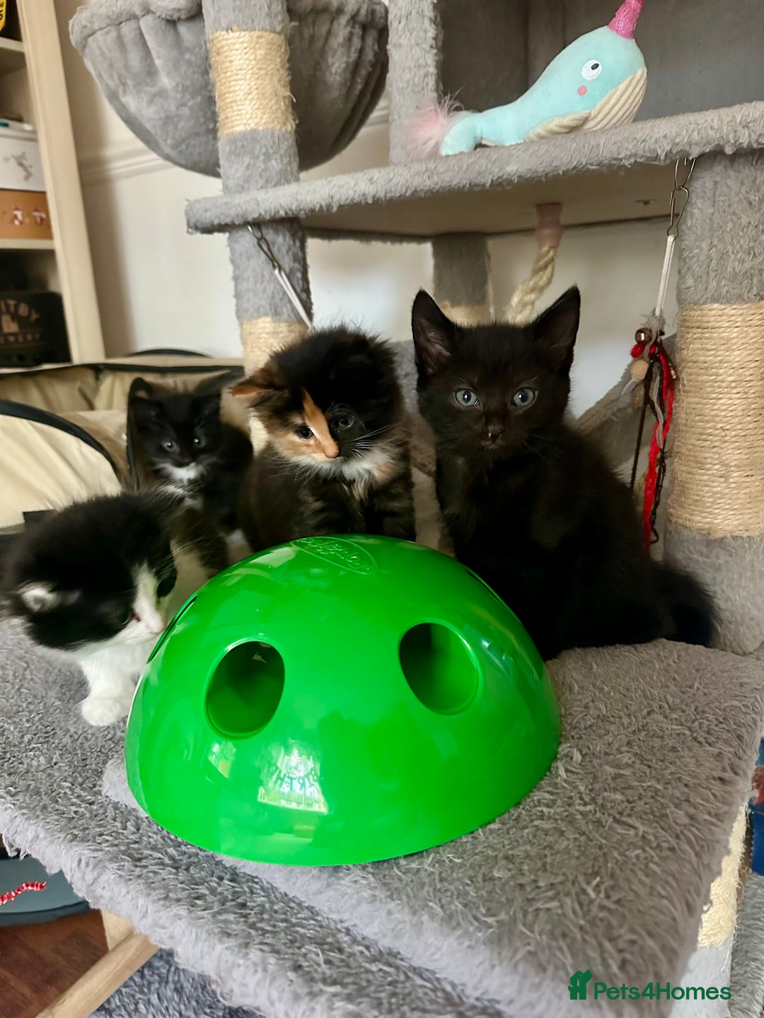 Mixed Breed cats for sale: 4 Beautiful Fluffy Kittens 3males & 1female 😻 - Image 2