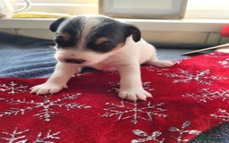 Parson Russell dogs for sale: Parsons terrier 3 boys 1 girl - Advert 3