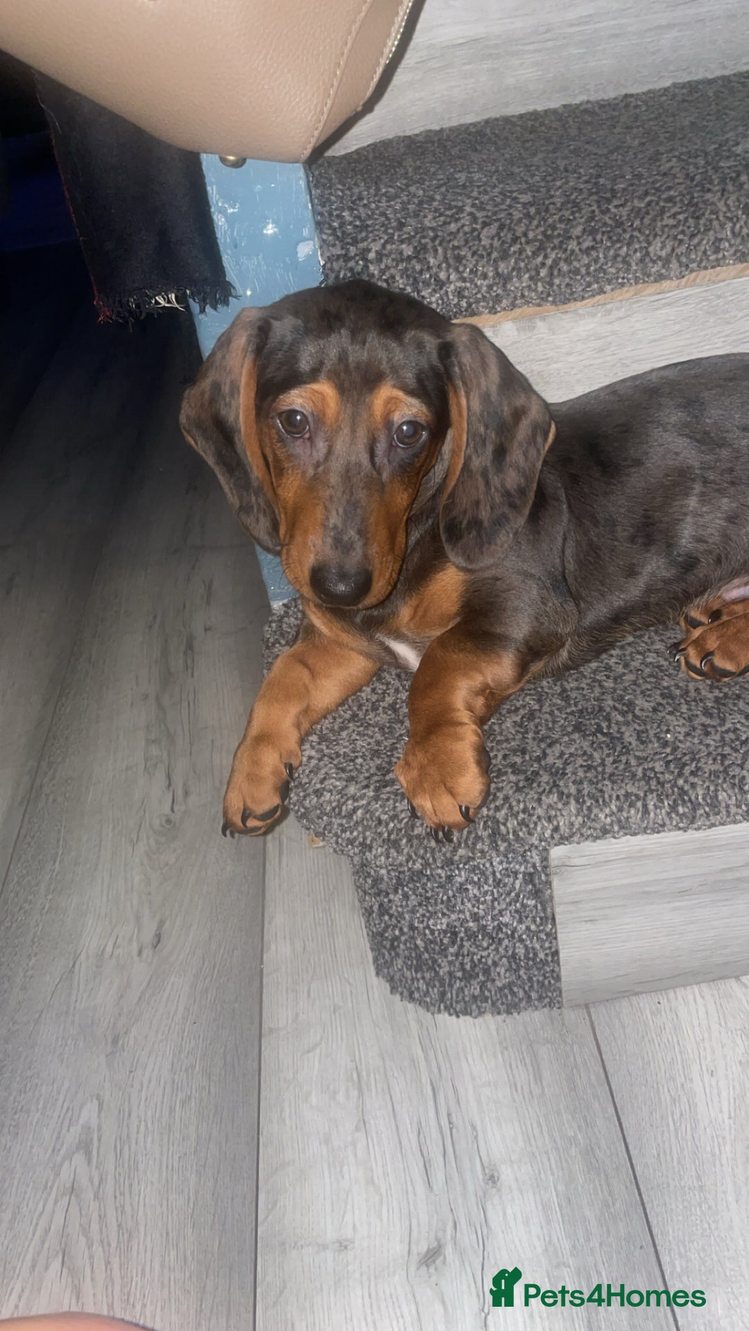 Miniature Dachshund dogs for sale: Miniature Dachshund  - Advert 3