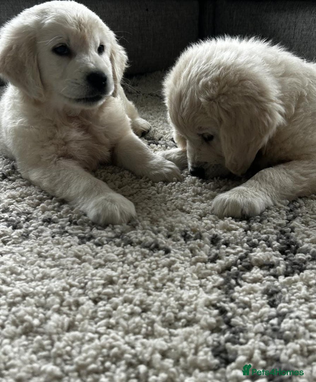 Golden Retriever dogs for sale: Stunning Chunky Golden Retriever Puppies - Image 7