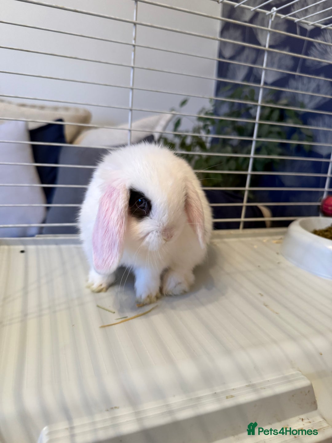 Mini Lop rabbits for sale: Two mini lop rabbits  - Advert 3