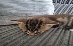 Mixed Breed cats for sale: Tabby kittens for sale - Image 3