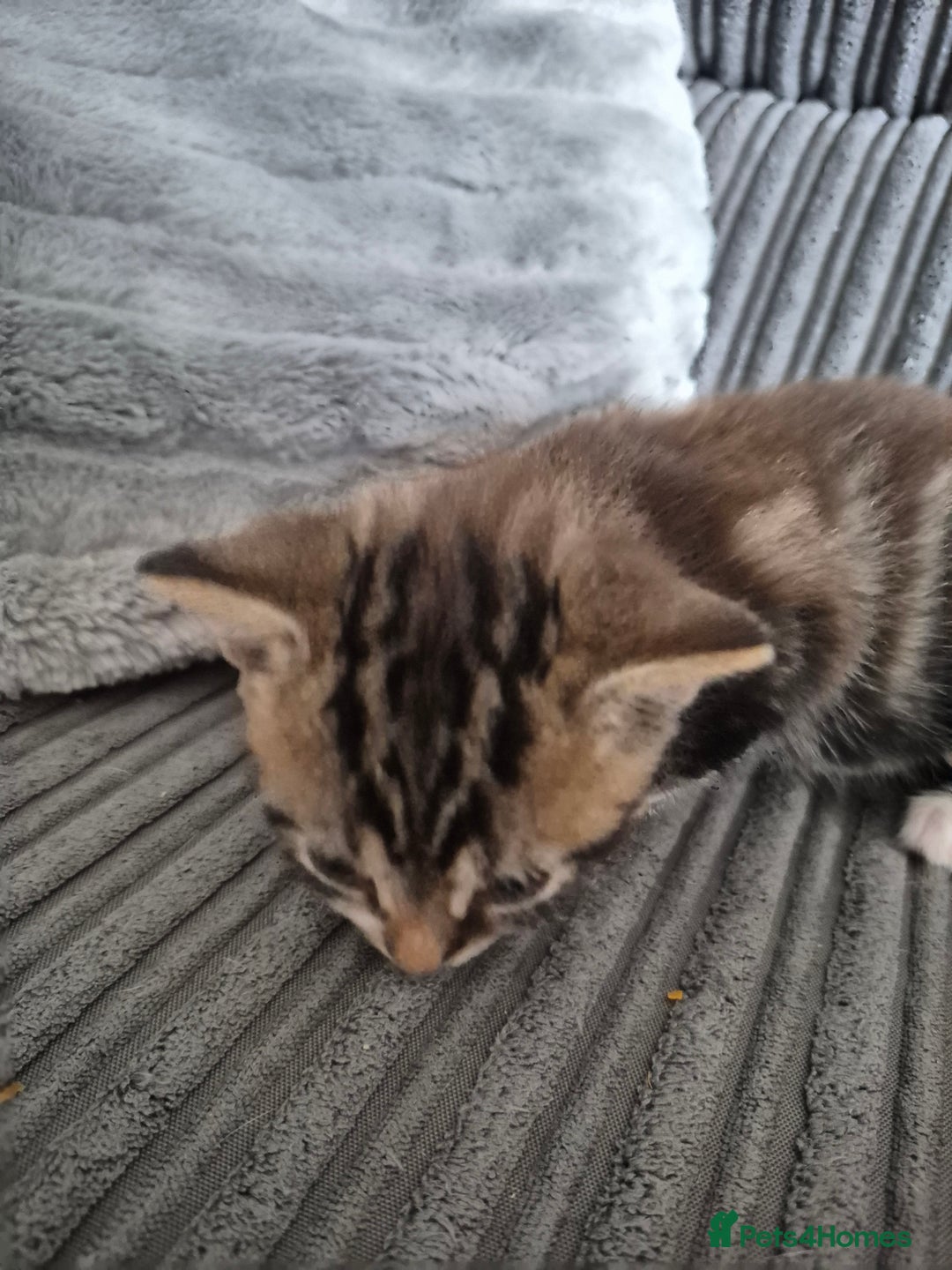 Mixed Breed cats for sale: Tabby kittens for sale - Image 3