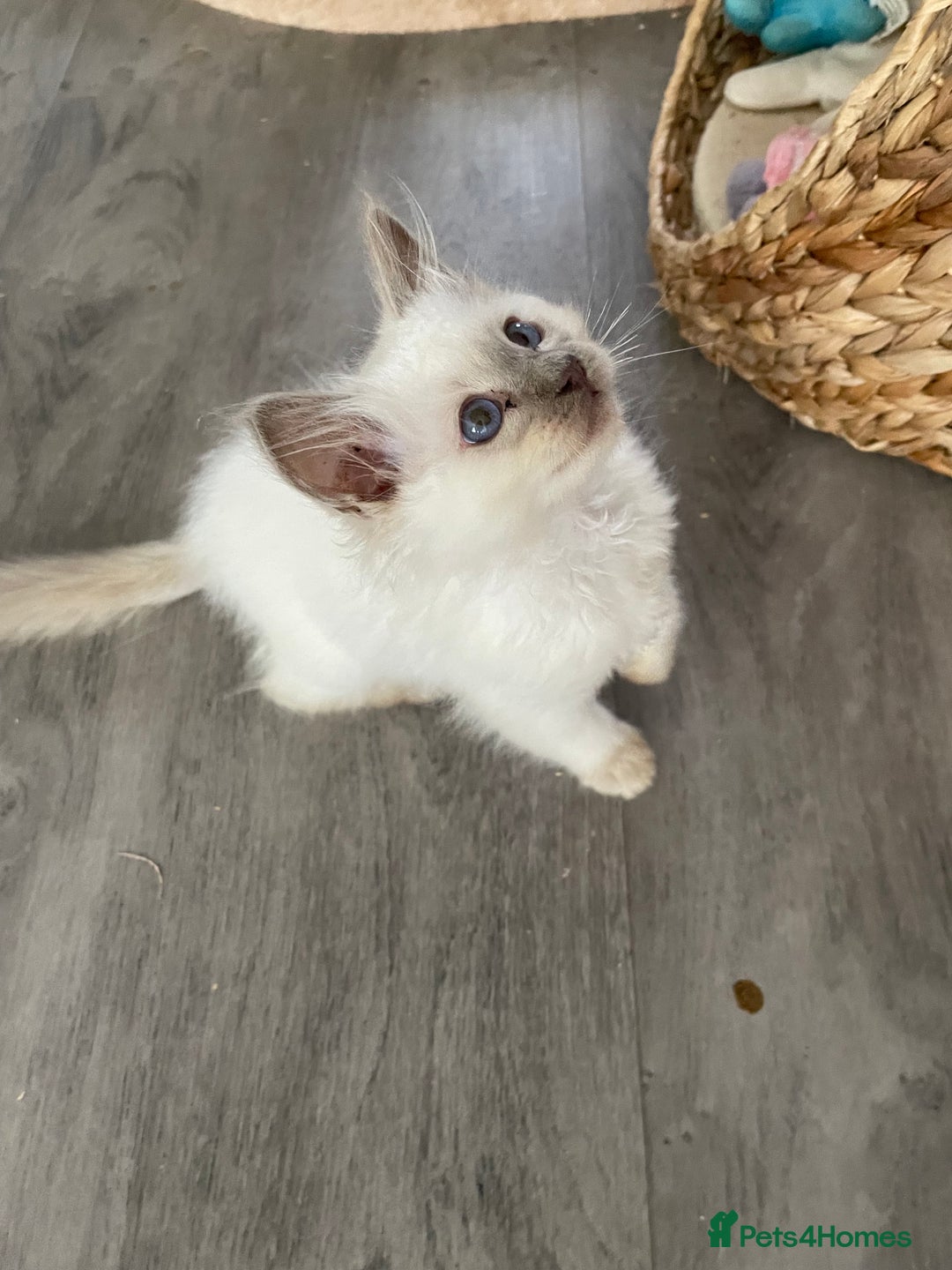 Ragdoll cats for sale: Chocolate female and Lilac male - Advert 3