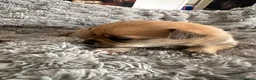 Pomchi dogs for sale: Beautiful Pomchi puppies  - Advert 8