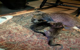 Domestic Shorthair cats for sale: Babies ready for their new homes NOW 🥰 - Image 17