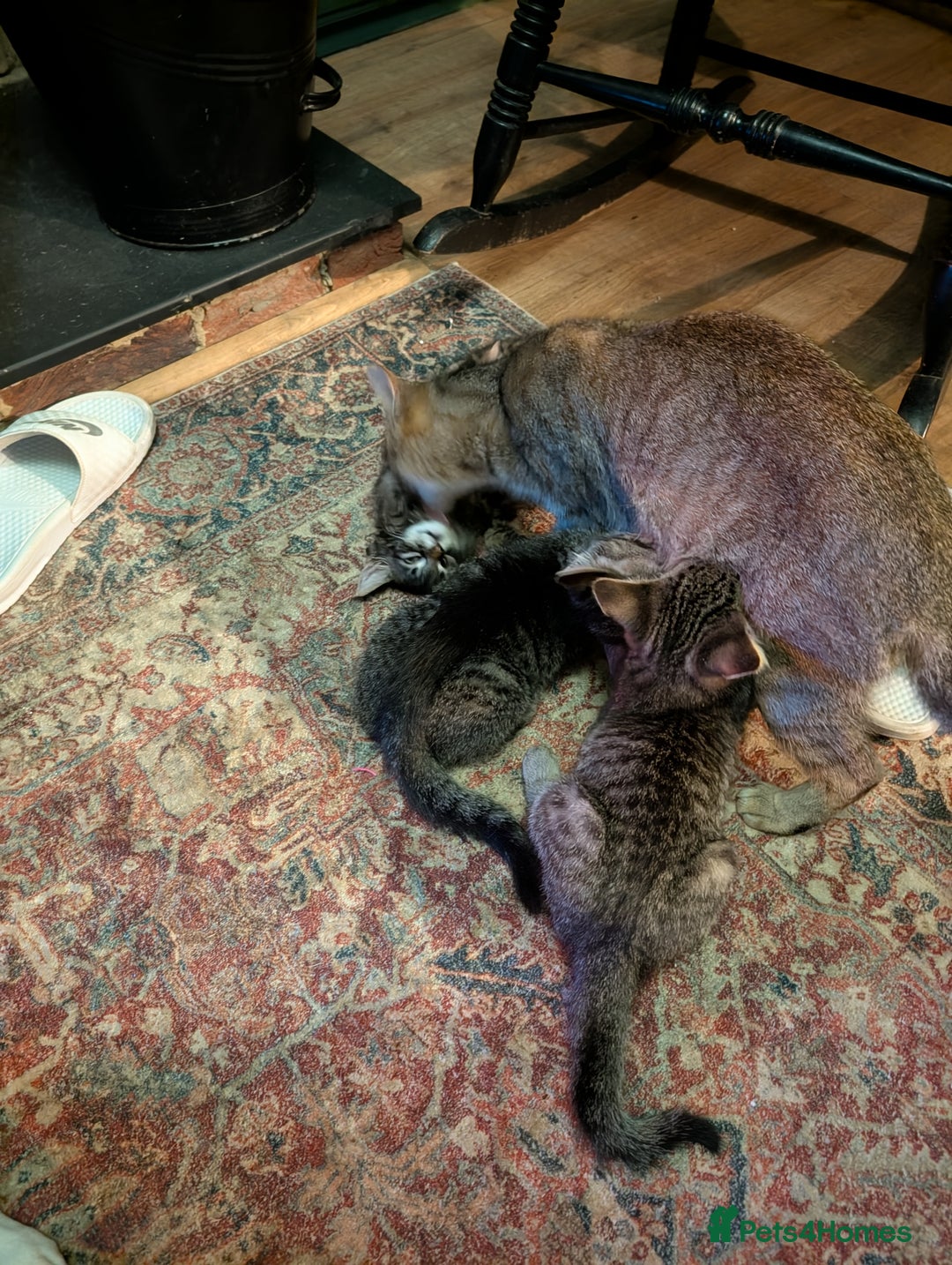 Domestic Shorthair cats for sale: Babies ready for their new homes NOW 🥰 - Image 17