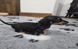 Dachshund dogs for sale: Kc wirehaired daschund puppies  - Image 15