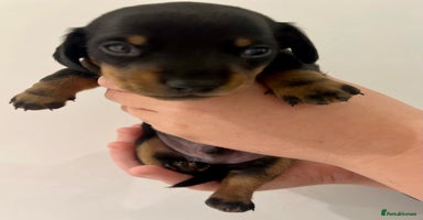 Miniature Dachshund dogs Miniature Dachshund Puppy Black & Tan Boy - Advert 12