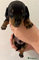 Miniature Dachshund dogs Miniature Dachshund Puppy Black & Tan Boy - Advert 12