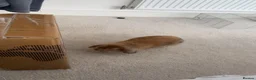 Mixed Breed rabbits for sale: Biscuit - Advert 3