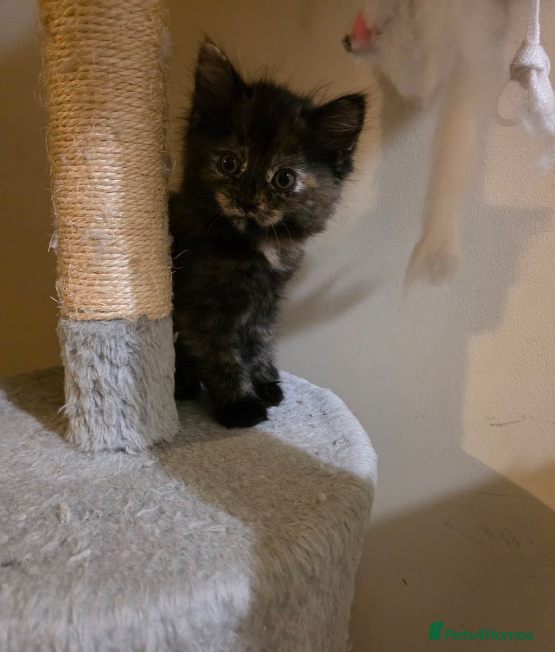 Mixed Breed cats for sale: Adorable longhair and short hair  - Advert 21