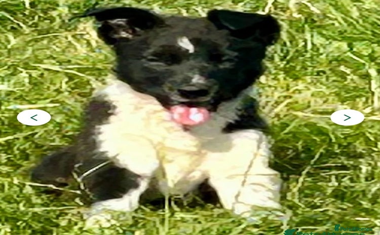 Border Collie dogs - Advert 1