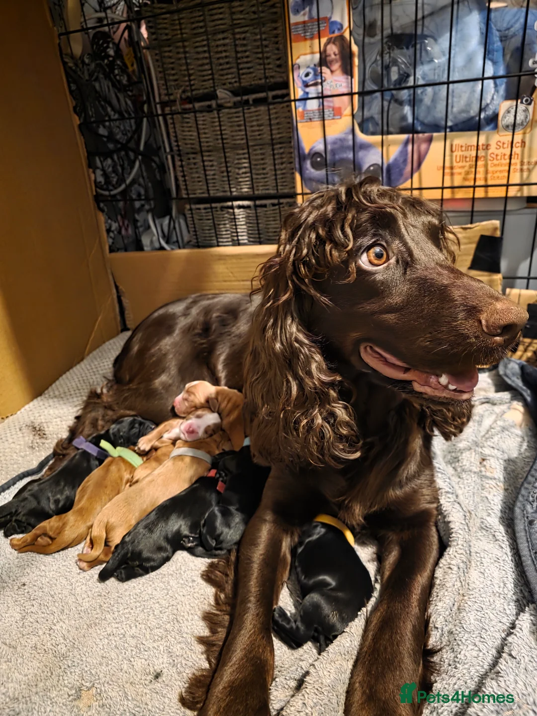 Cocker Spaniel dogs for sale: 5 cocker spaniels puppys in Guildford - Advert 2