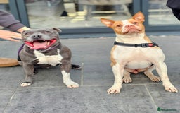 Staffordshire Bull Terrier dogs for sale: Beautiful Staffies looking for a good home - Image 12