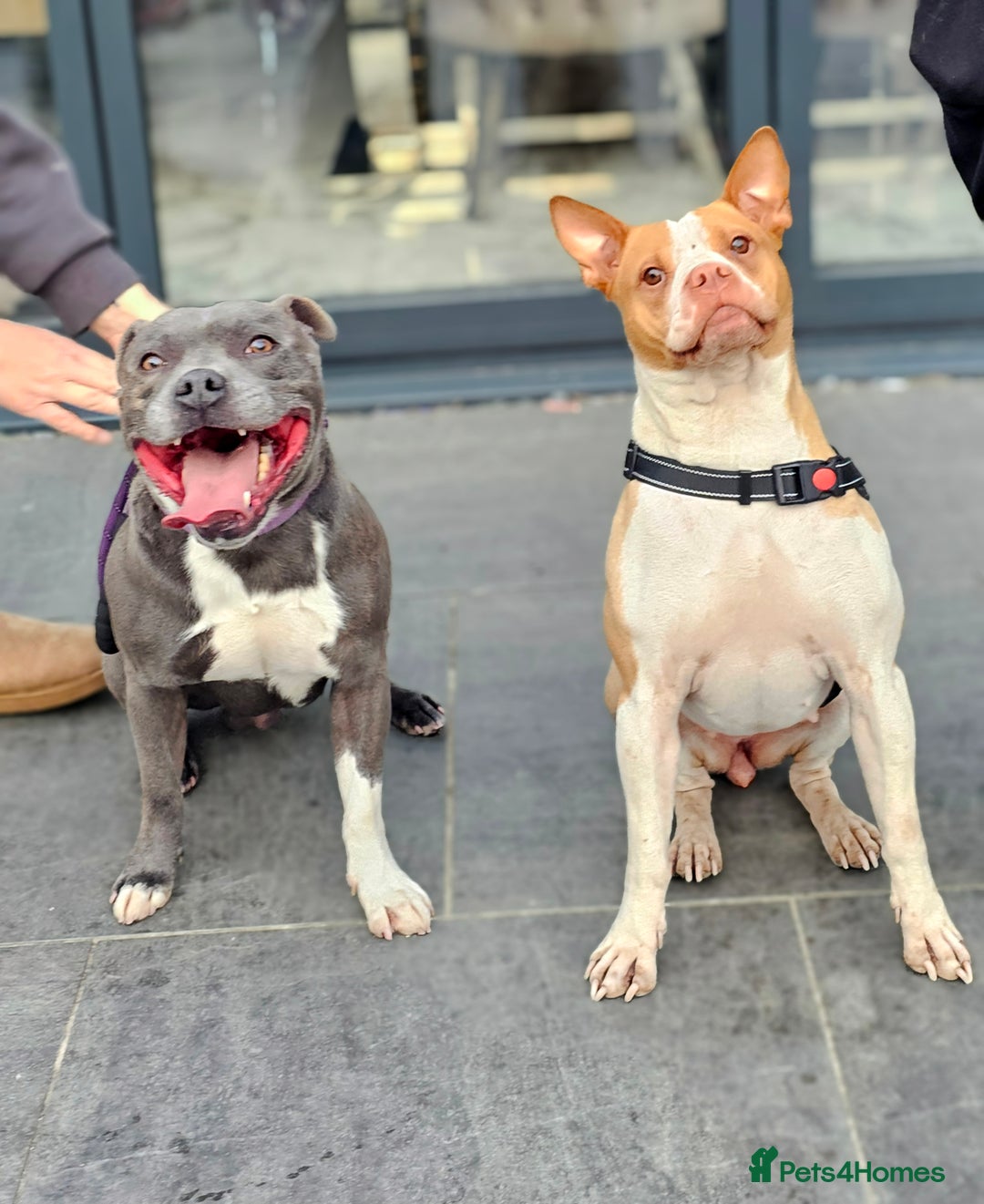 Staffordshire Bull Terrier dogs for sale: Beautiful Staffies looking for a good home - Image 12
