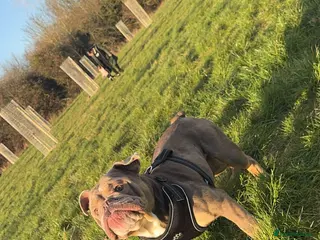 American Bully dogs Bruce Lovely dog 🐕 - Advert 1