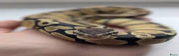 Python Snake reptiles for sale: Pastel royal python  - Advert 1