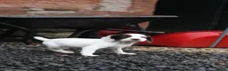 Sprocker dogs for sale: Sprocker spaniel puppies  - Advert 5