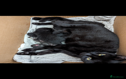 British Shorthair cats for sale: Black Slightly Fluffy Kittens  - Image 8