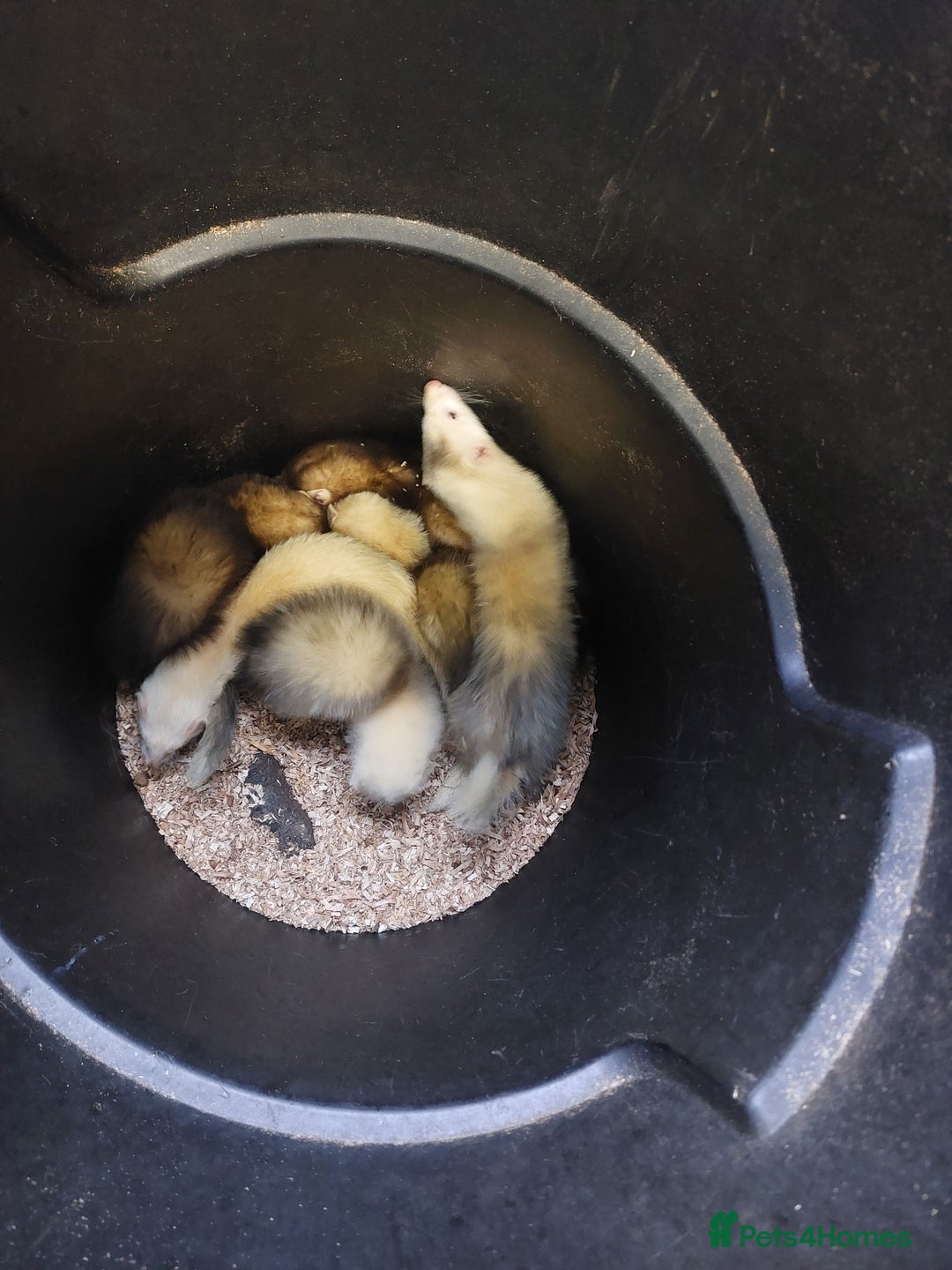 Ferret rodents for sale: Ferrets for sale - Image 1