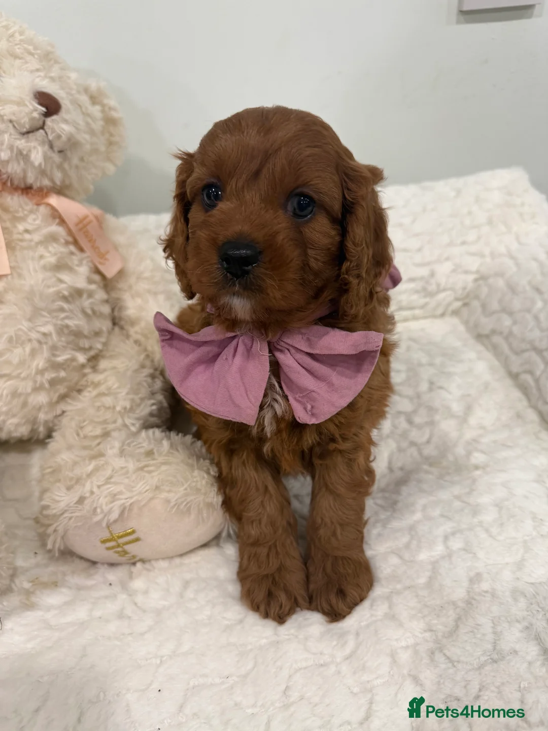 Cavapoo dogs for sale: F1 Cavapoo, full DNA & Health tested clear parents - Advert 2