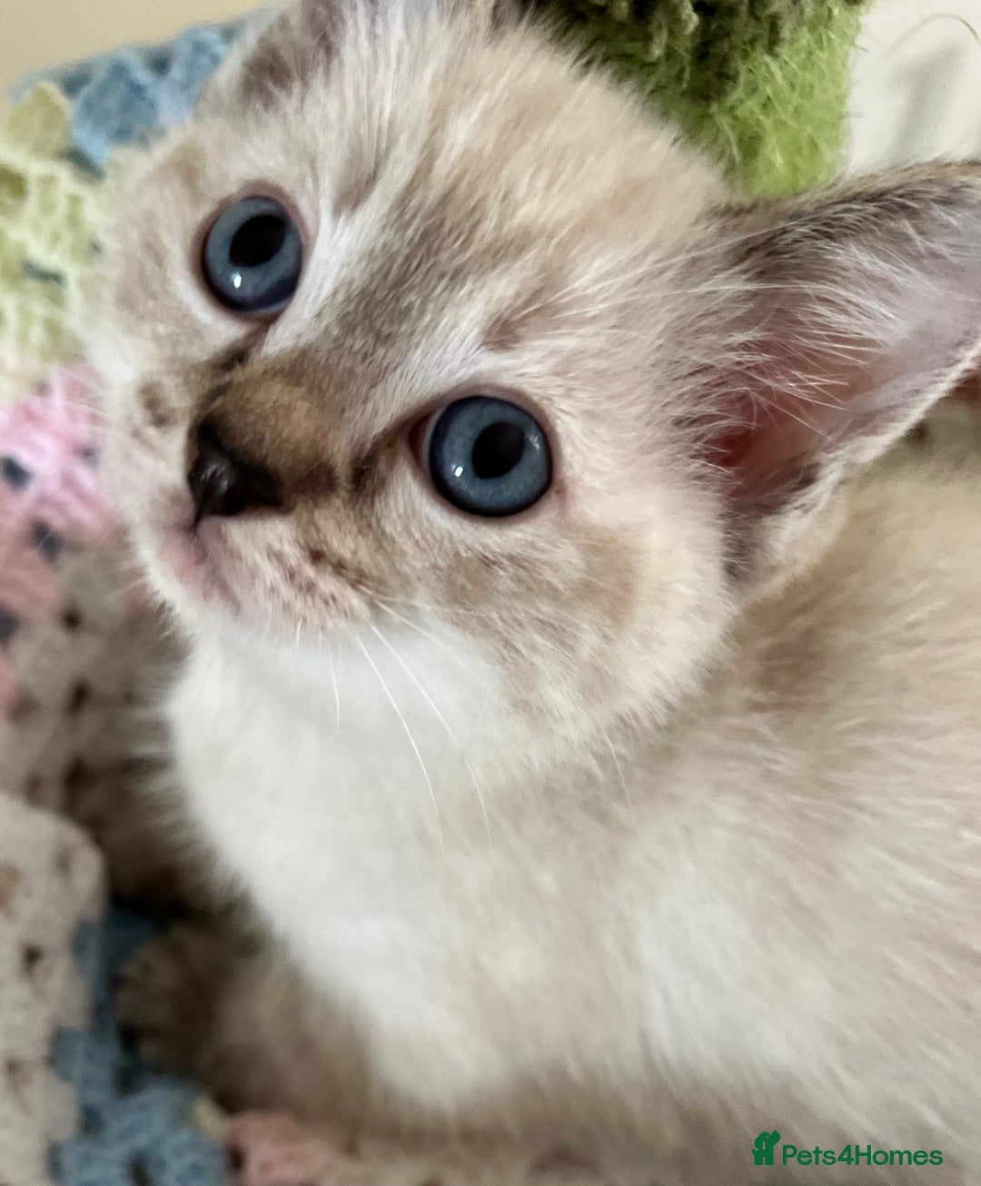Ragdoll cats for sale: Pure Ragdoll Boys – Raised with Mum in Family Home - Image 11