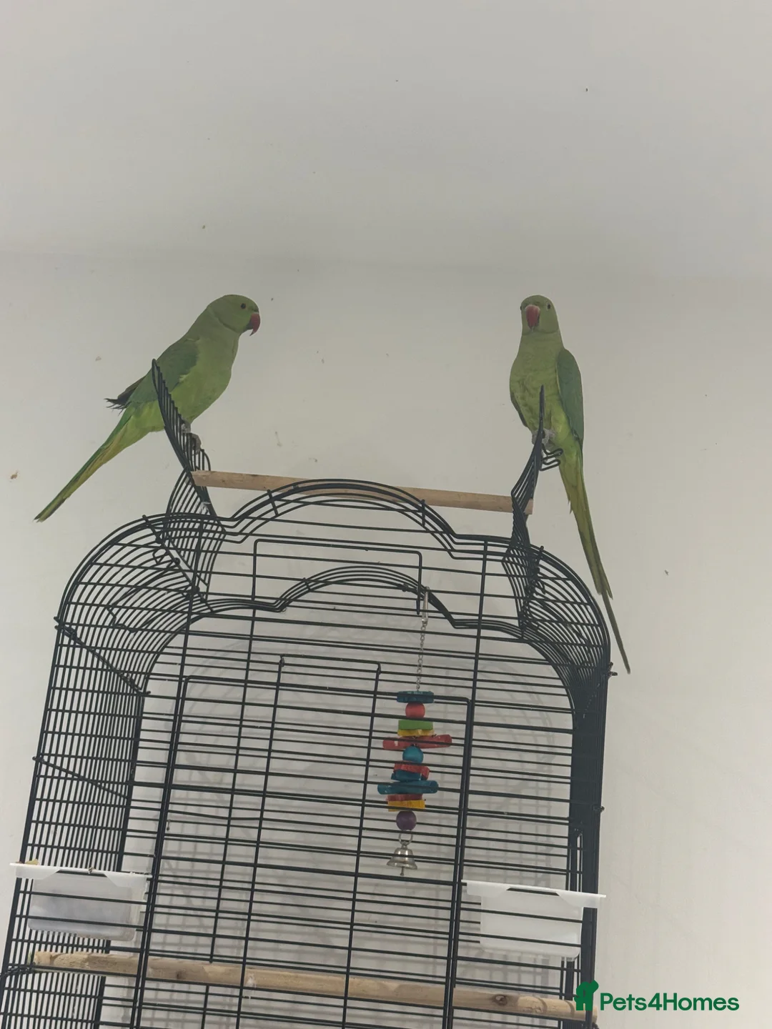 Parrots birds for sale: indian ringneck pair - Advert 3