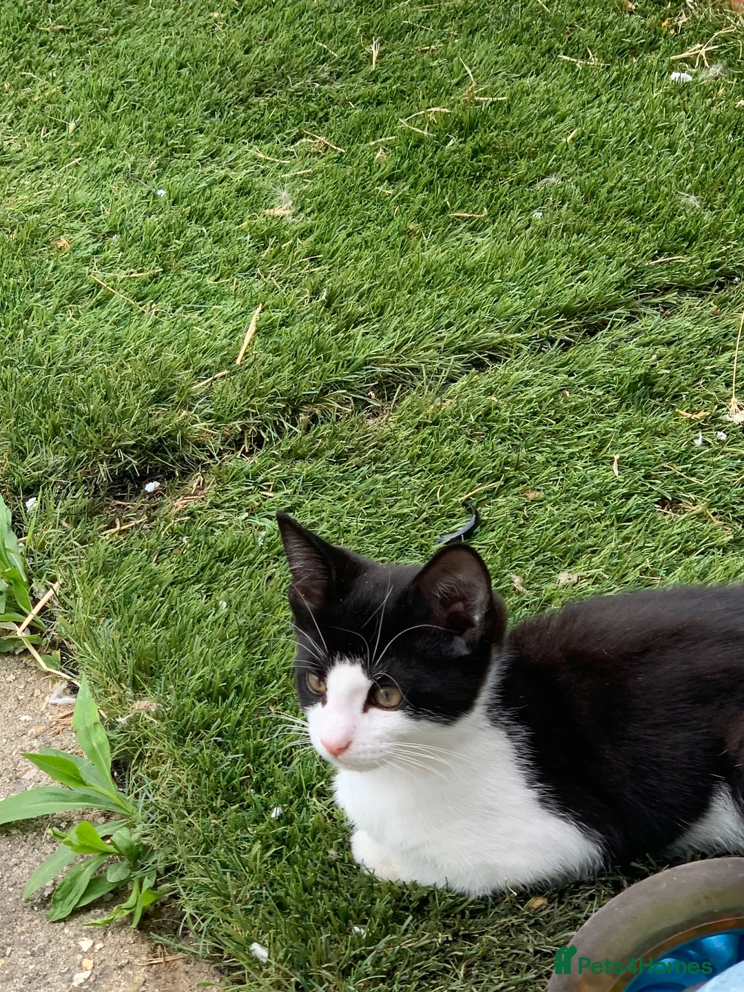 Mixed Breed cats for sale: 2 kittens for sale 1 male 1 female in Edgware - Advert 1
