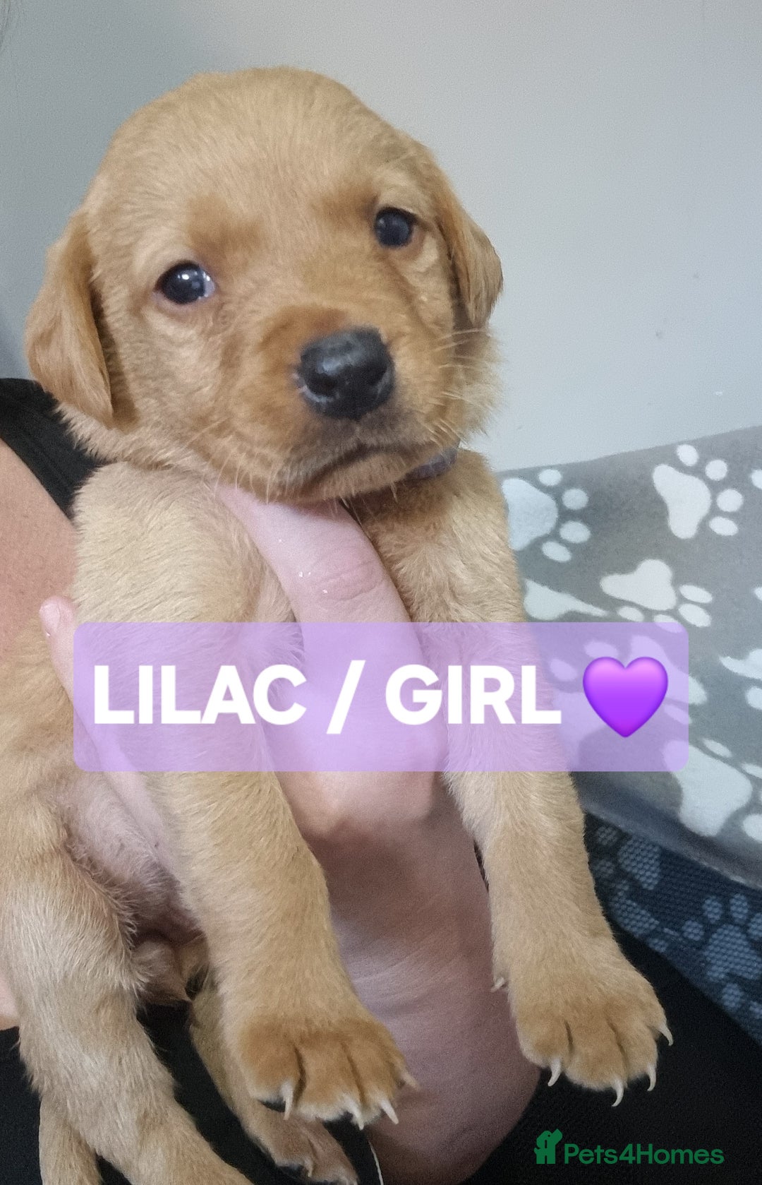 Labrador Retriever dogs for sale: ⭐️ Lush Lab Pups - READY 15/10/25 ⭐️ - Image 4