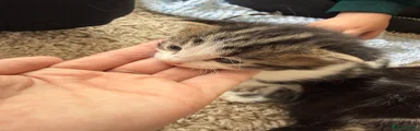 Mixed Breed Kitten 3