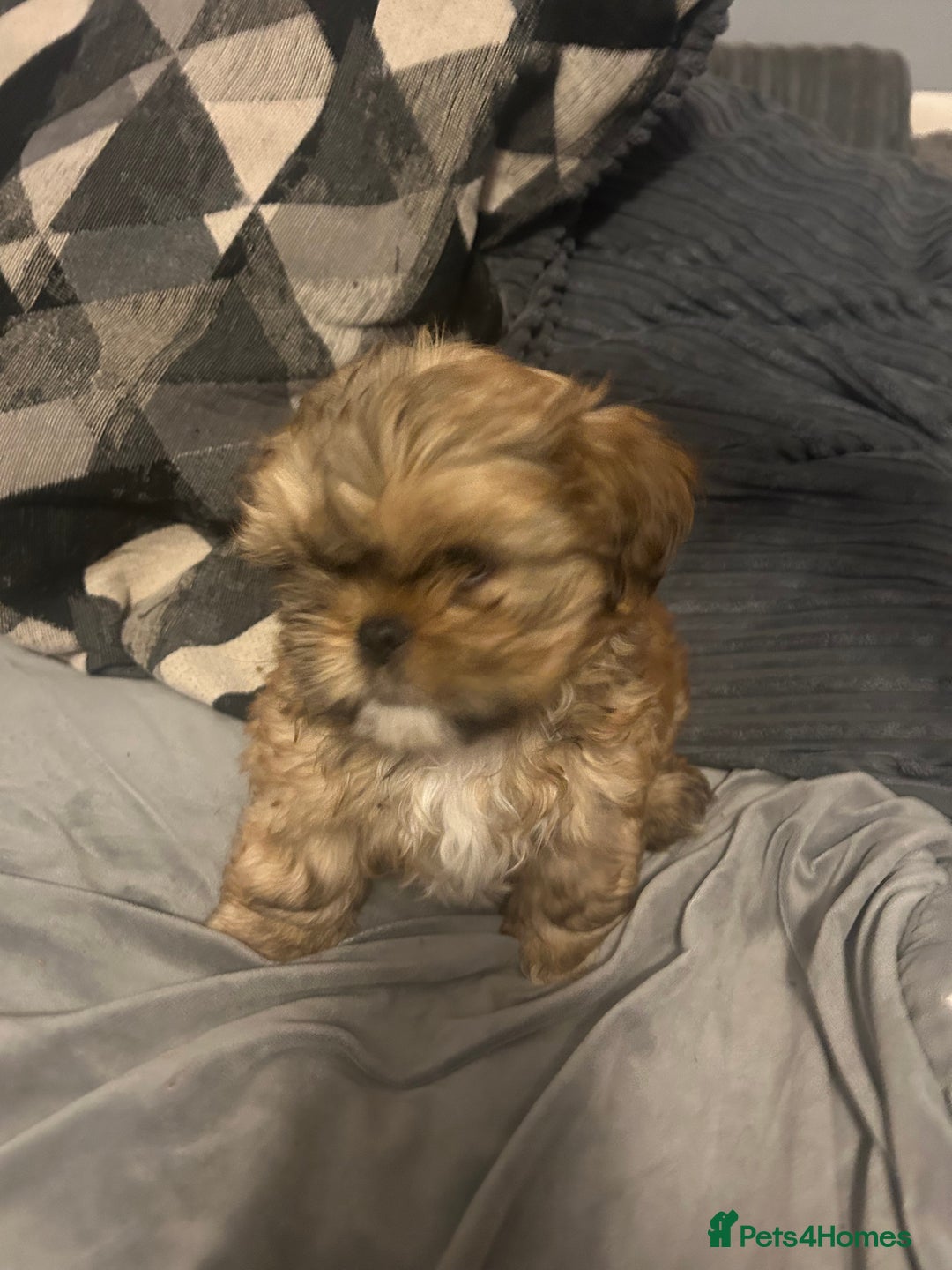 Shih Tzu dogs for sale: Gorgeous little boy - Advert 7