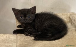 British Shorthair cats for sale: Healthy, happy kittens - Image 9