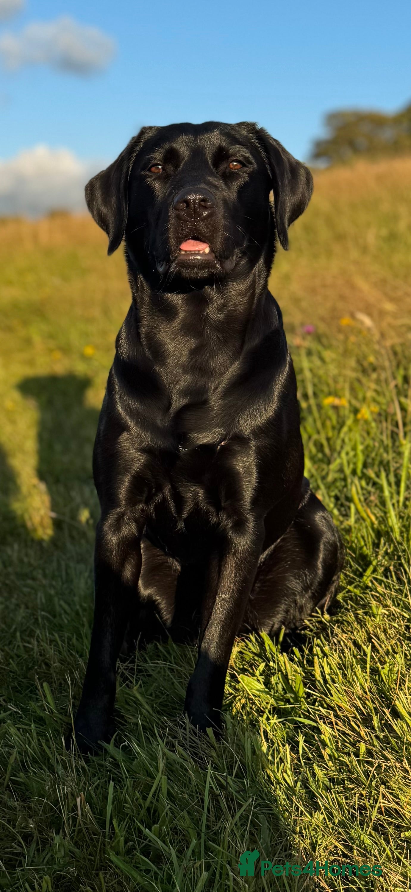 Labrador Retriever dogs Yellow KC registered labradors  - Advert 2