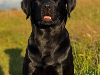 Labrador Retriever dogs Yellow KC registered labradors - Advert 1