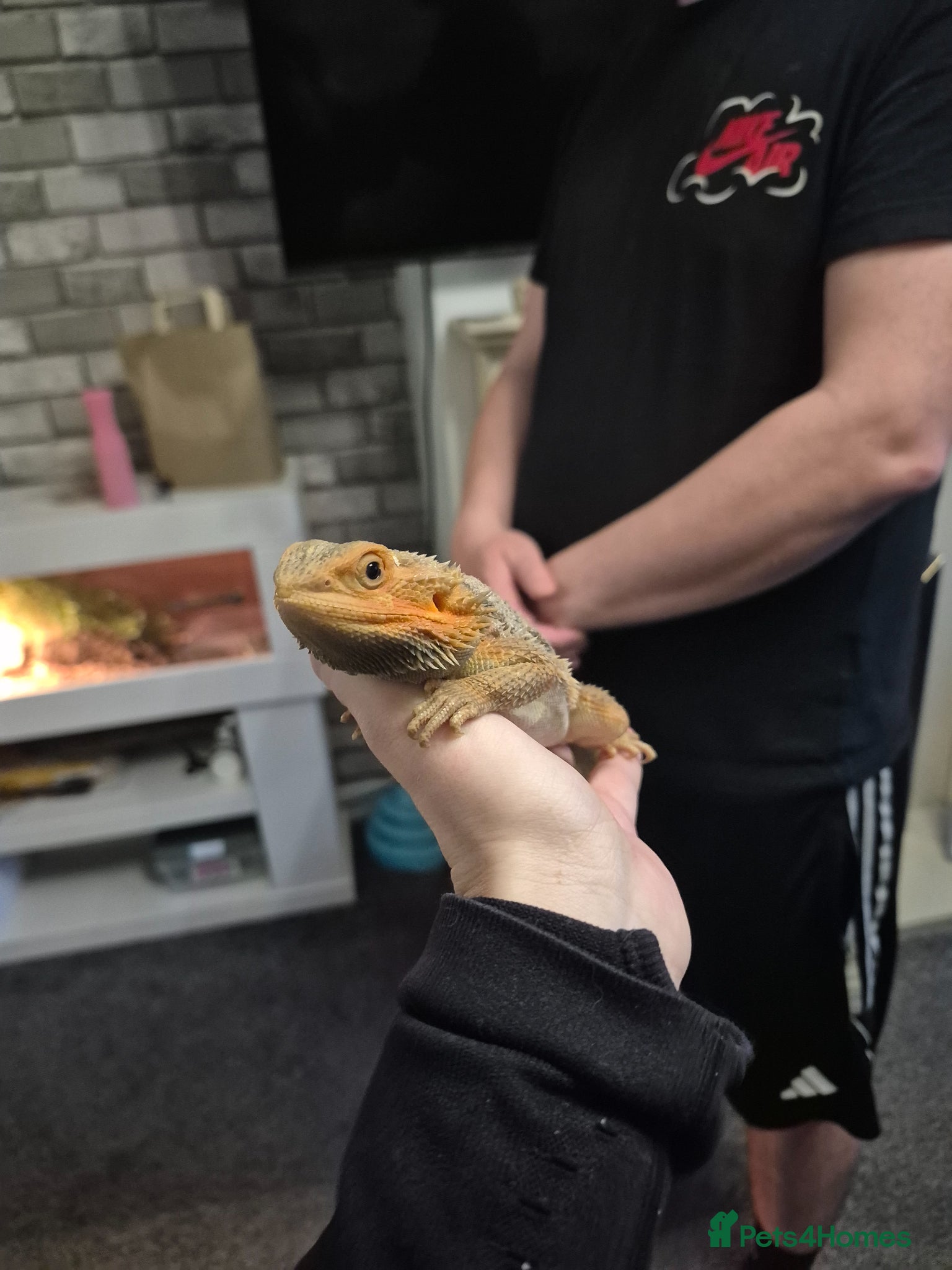 Bearded Dragon reptiles Juvenile male dragon  - Advert 1