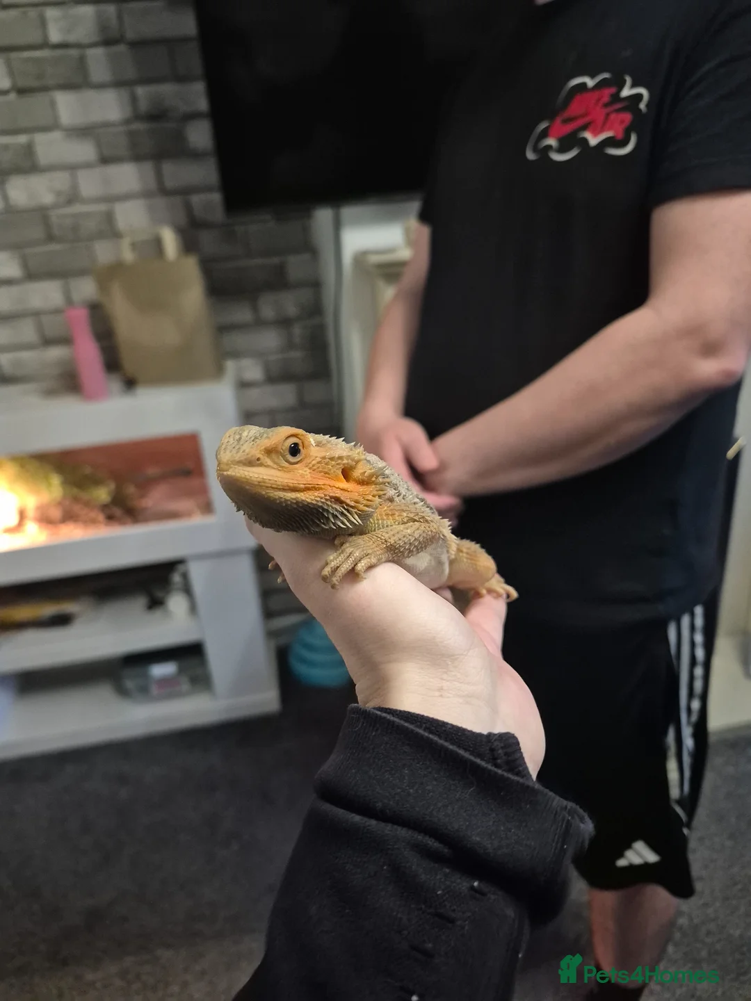 Bearded Dragon reptiles for sale: Juvenile male dragon & tank set up - Advert 1