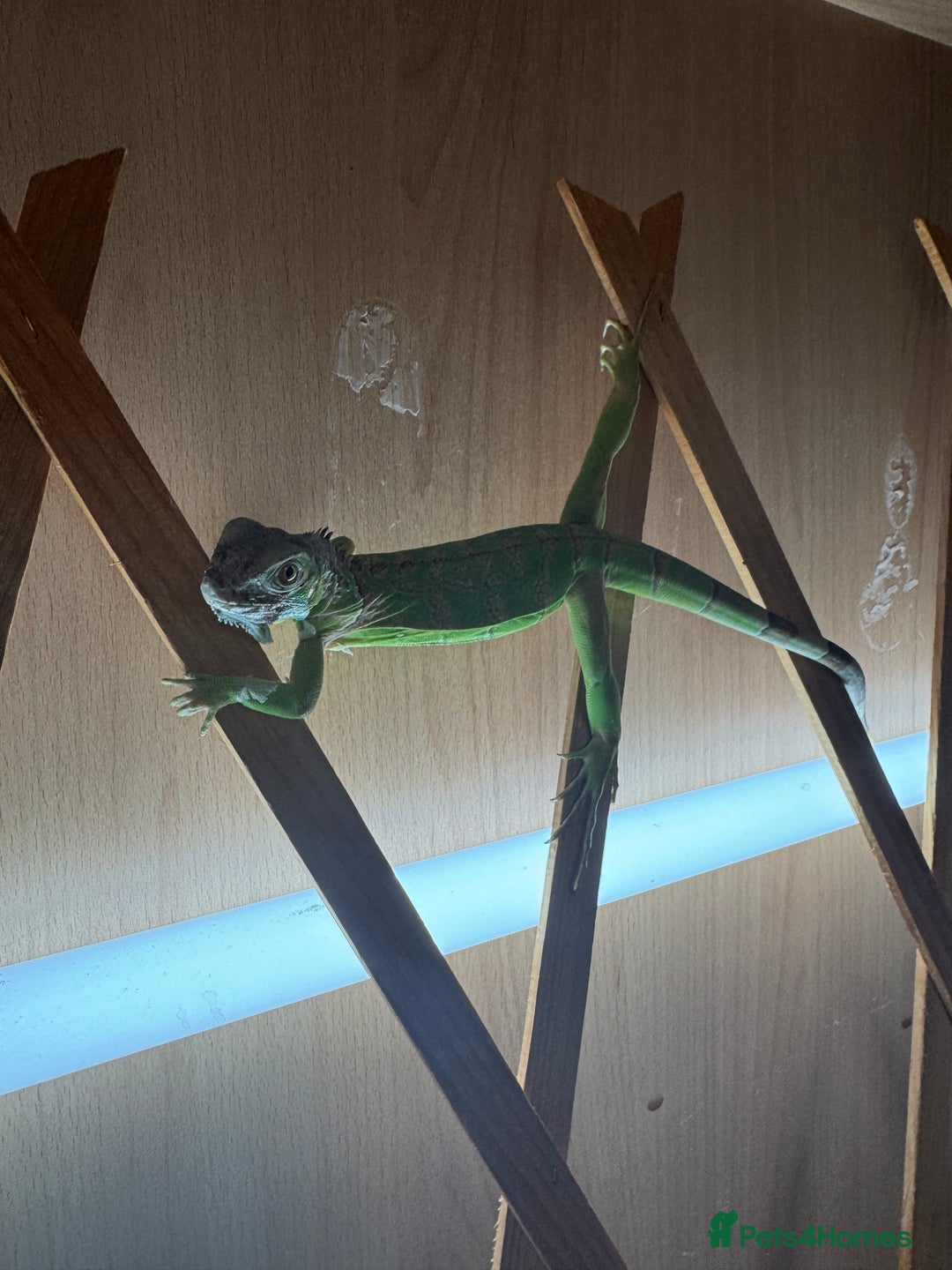 Iguana reptiles for sale: Baby iguana - Advert 2