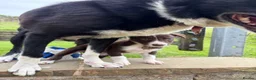 Border Collie dogs for sale: 4 Border Collie ISDS Registered Pups for Sale - Advert 5