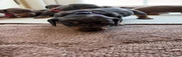 Dachshund dogs for sale: Dachshund  - Advert 8