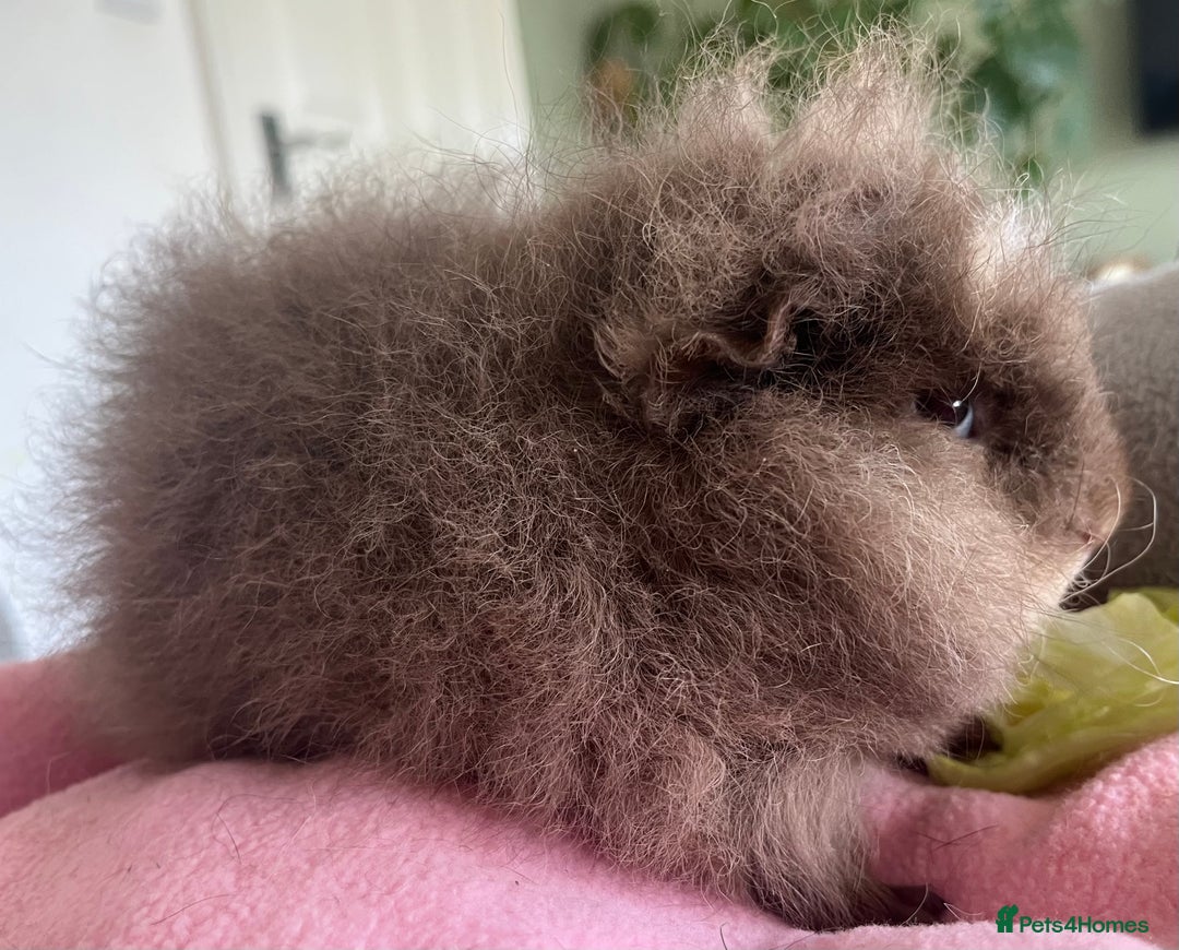 Guinea Pig rodents for sale: Teddy and Swiss boars - Advert 6