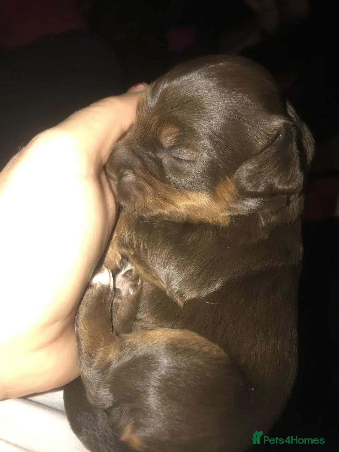 Cocker Spaniel dogs for sale: Tri chocolate  colour cocker spaniel puppies  - Advert 16
