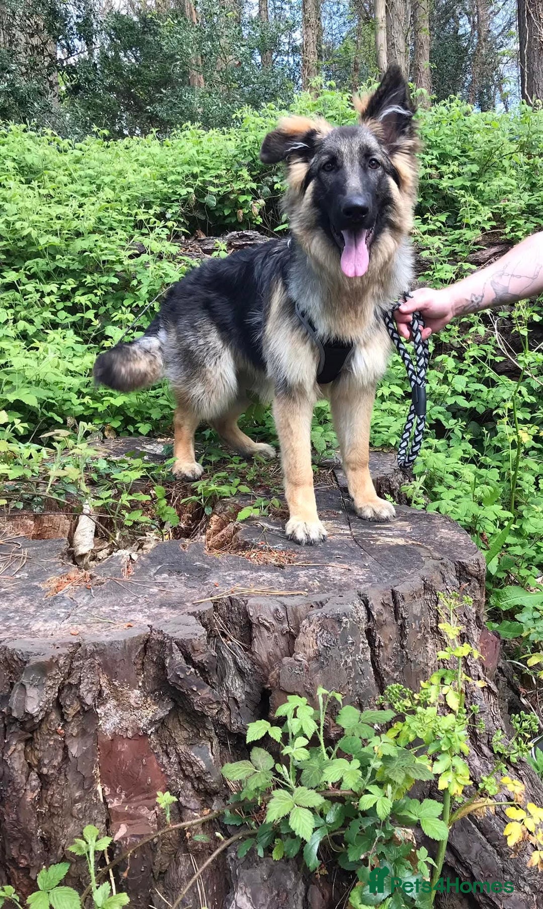 German Shepherd dogs for sale: Beautiful German Shepard puppies - Image 19